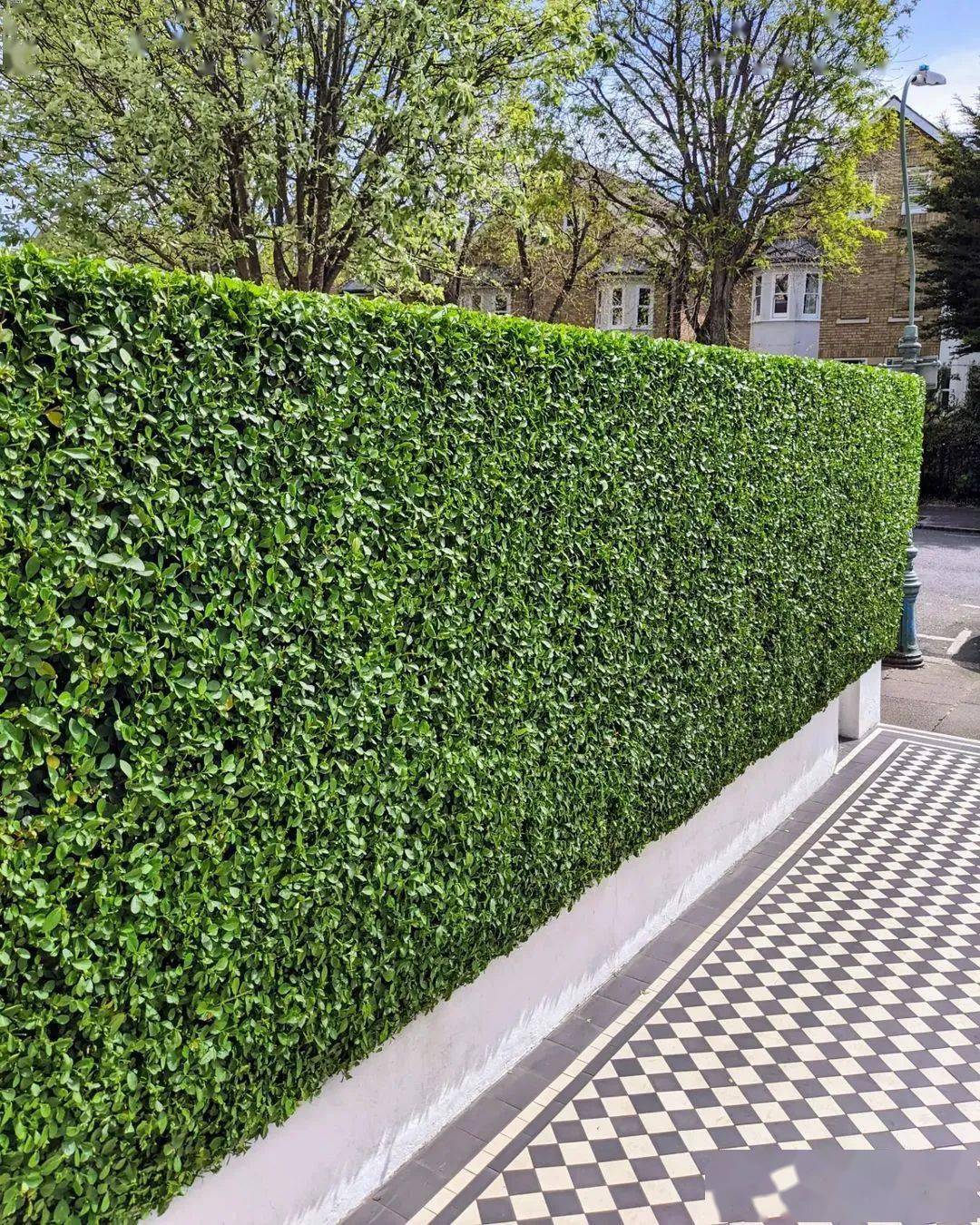 不过,初识女贞,芍药只觉得名字奇特,带着点孤冷,又带着点阴森,大概是