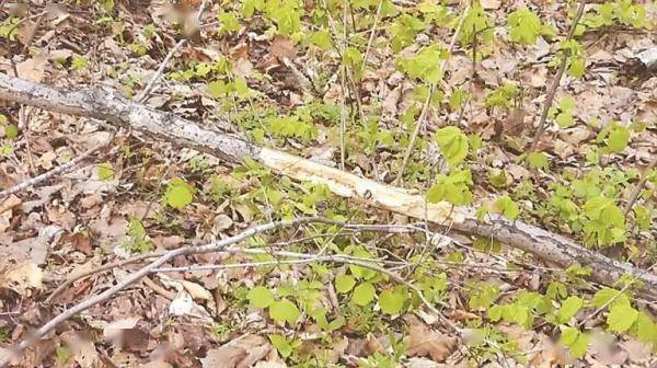 黑龙江男子虎口逃生记