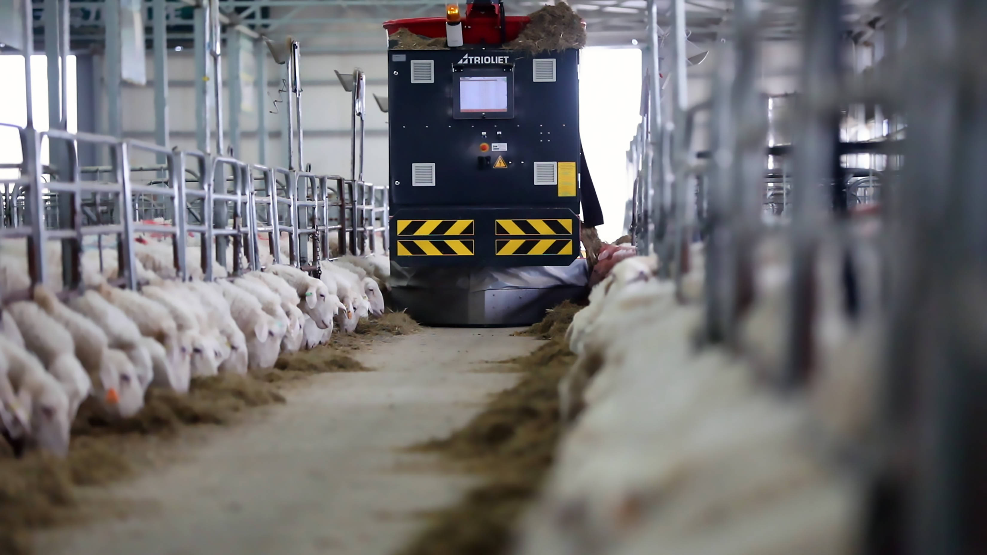 大学生成"羊倌" "羊芯片"促产业兴——陇东革命老区