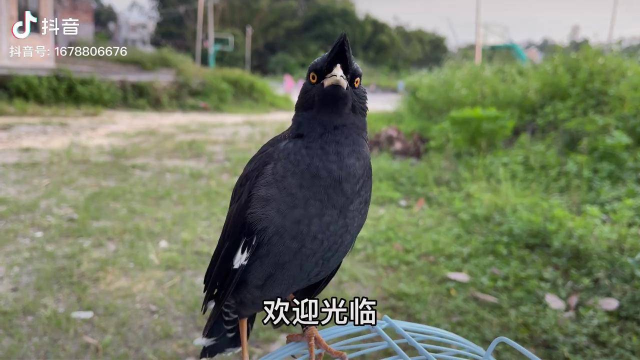 八哥鸟换好羽毛了很嚣张主人跟它玩被它疯狂的欺负