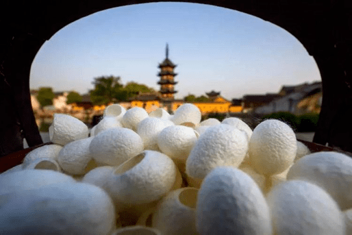 乡村镇兴中国丝绸小镇苏州市震泽镇