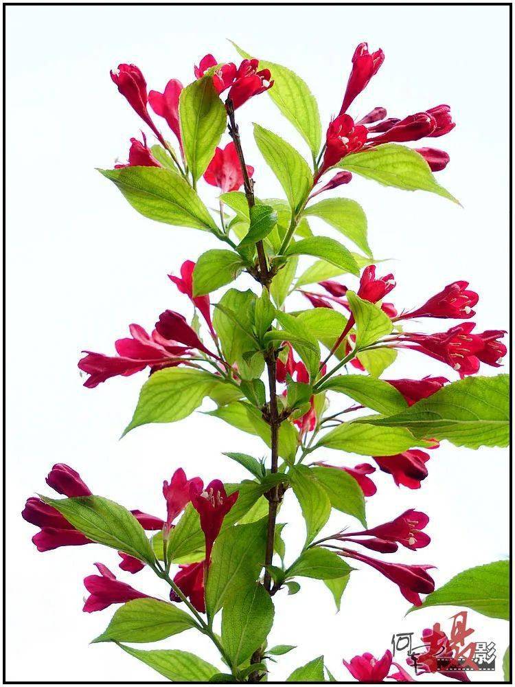 宅居拍花红王子锦带