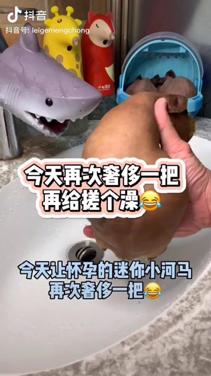 迷你小河马准备生宝宝买了好多补品待产中