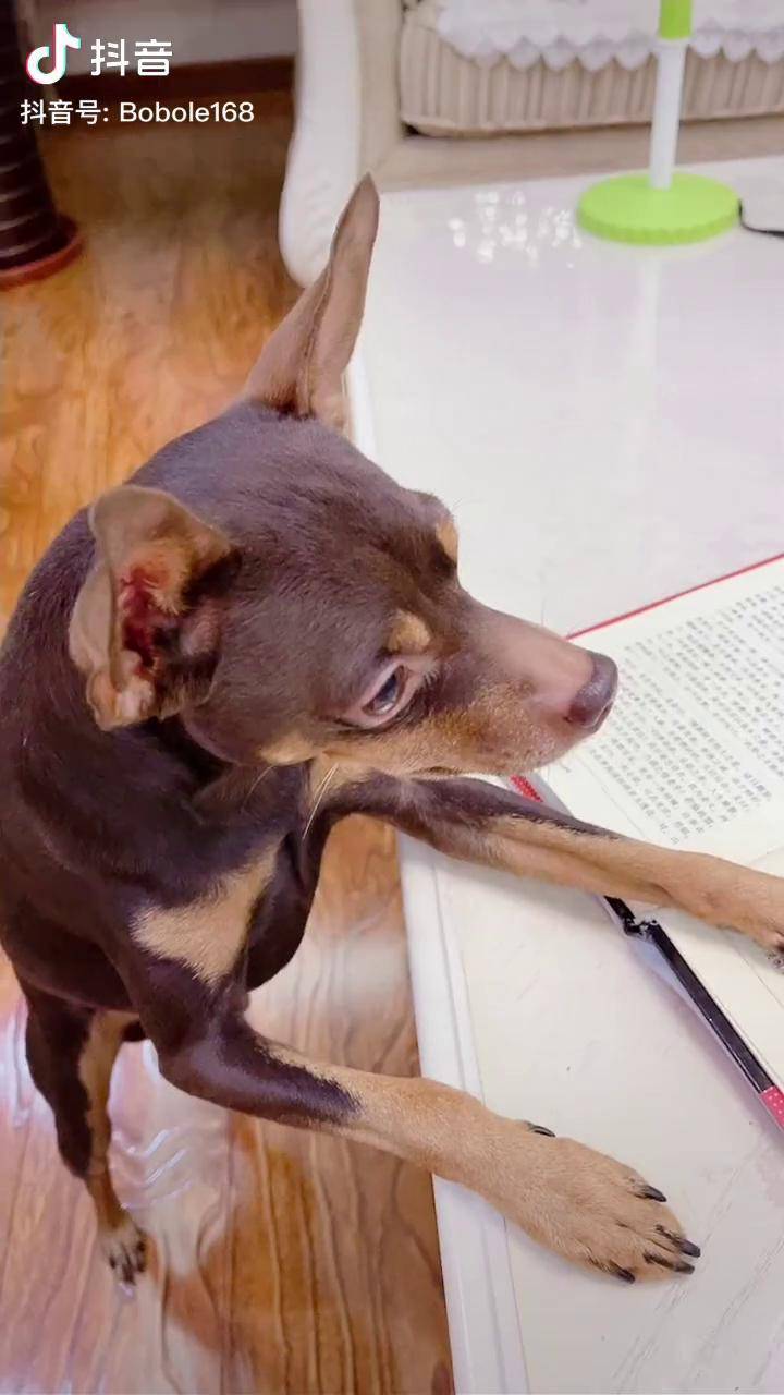 人家戴眼镜是要看书它戴眼镜是为了装酷抖音萌宠图鉴