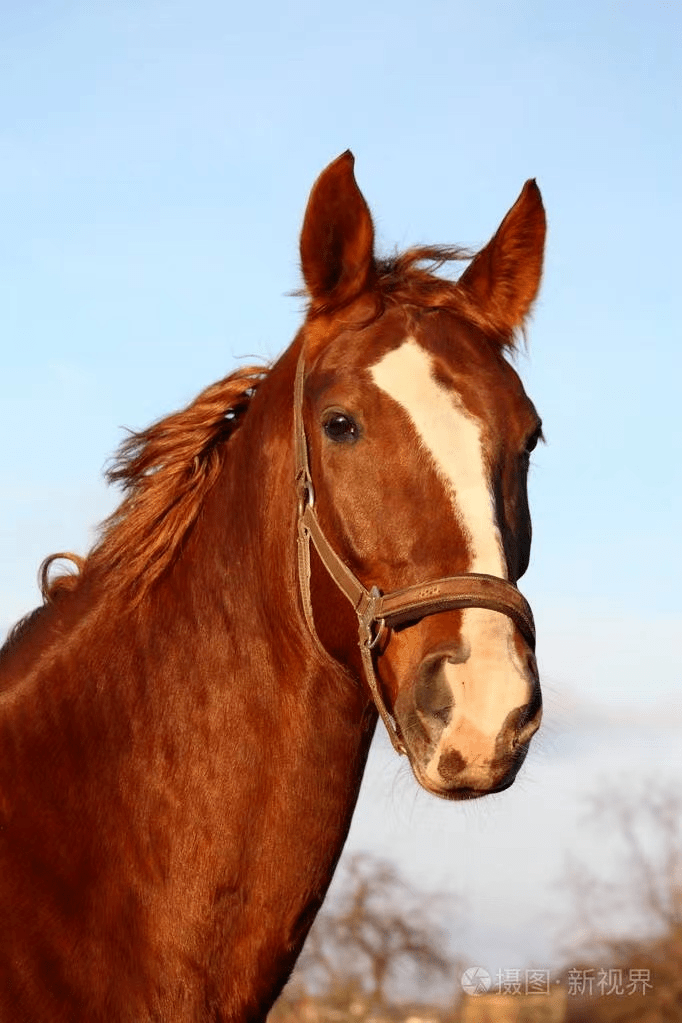 horse是馬那老外常說的holdyourhorses又是什麼意思呢