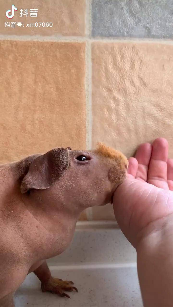 边舔我还边哼哼你们有看到它的小舌头了吗无毛荷兰猪