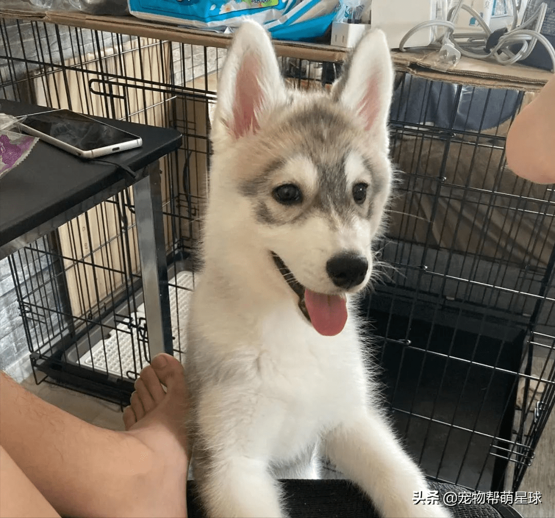 主人教小哈士奇握手，它却思绪飘远方：不如拆家快乐啊_搜狐网, image size:1080x1009