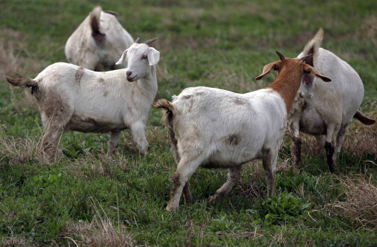🐾 嘉義縣動物保護管制人員熱烈招募🐾 想為動物盡一份心力嗎？加入我們，一起守護毛孩與社區安全！ 📍 工作地點嘉義縣家畜疾病防治所(, image size:1200x785