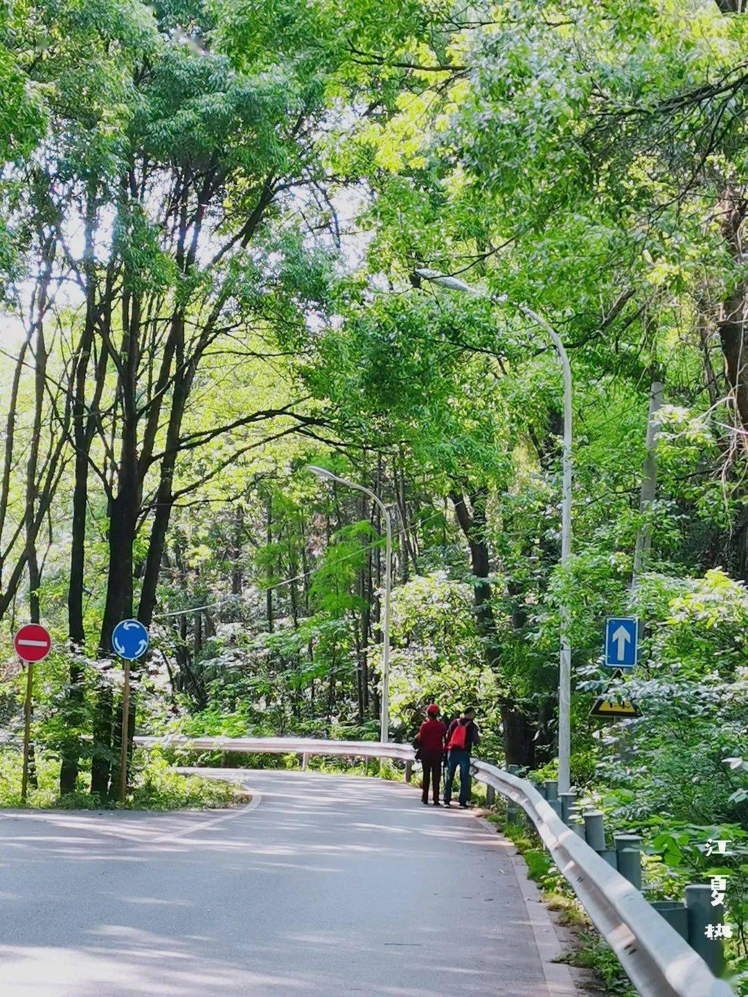 江夏绿道风景上新花海水杉林等你来探索