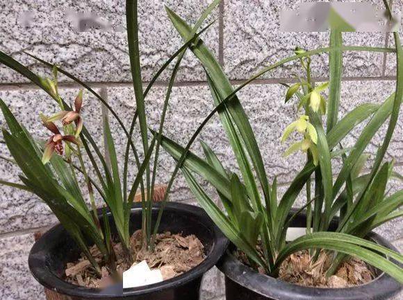 8个适合新手养的建兰品种 养起来不费事 很容易开花 兰花 桃红 种植