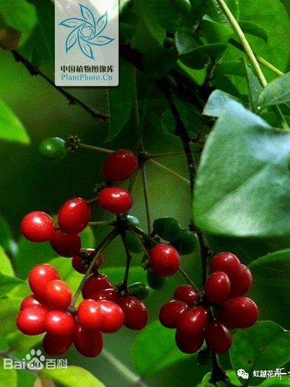千金藤的果实 图源水印大部分不是.(那为何叫千金藤素?