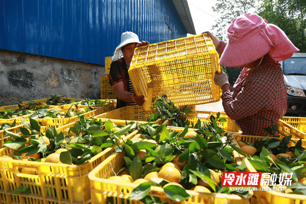 冷水滩：夏橙迎丰收“橙”就致富路