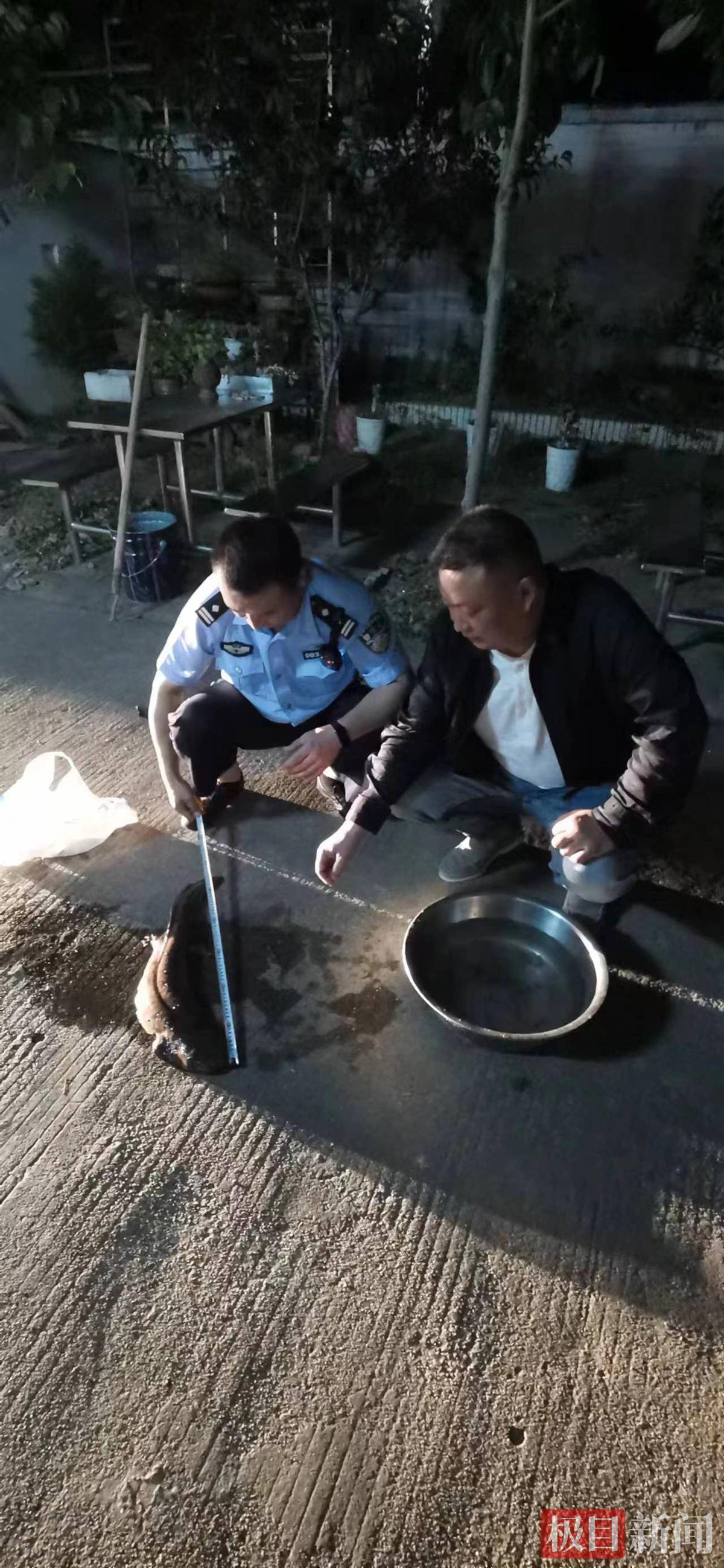 野生娃娃鱼江边"迷路",警民携手救助_保护_阮某_周慧菁