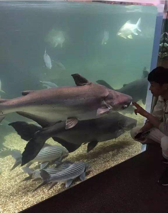 日本最大的淡水鱼水族馆据说是世界上最大的你信吗