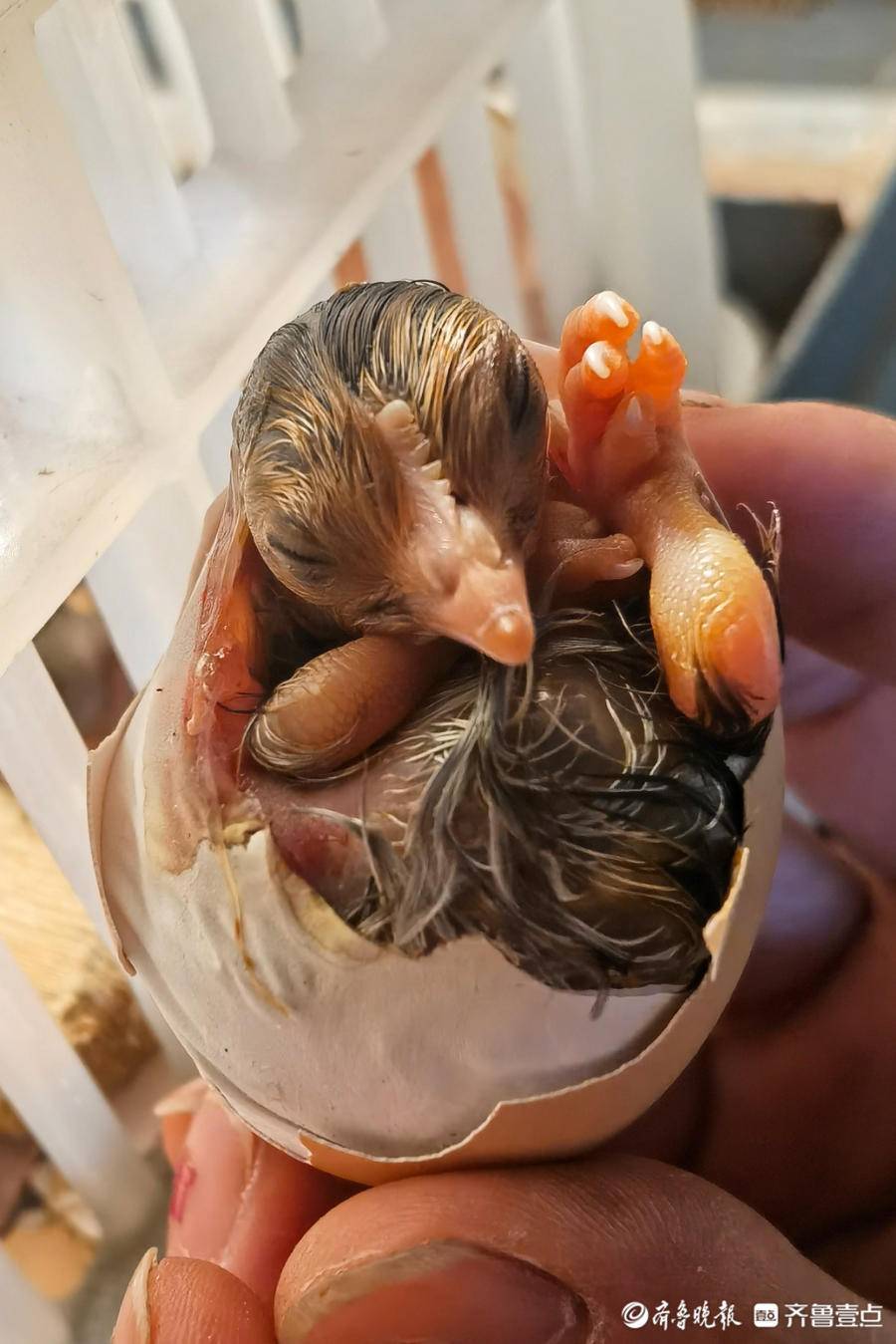 拾光|"鸟妈"徐真的幸福生活