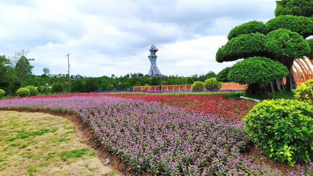 美呆了河池園博園時令花卉相繼盛放