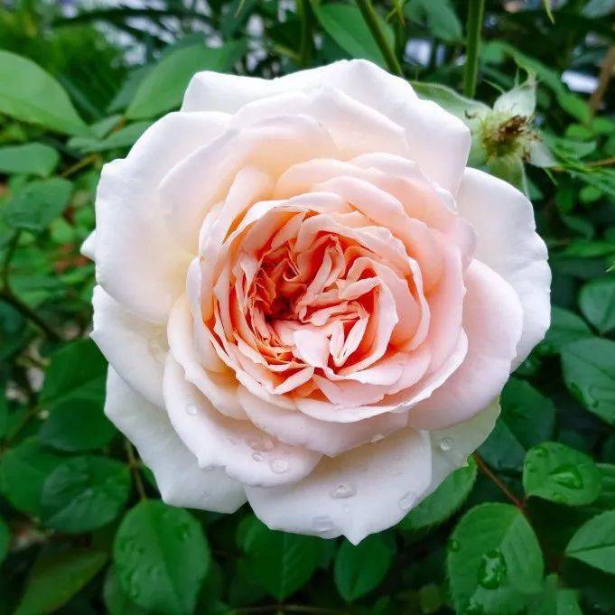 8282828282冠幅:120*60cm花径:12cm香味类型:成熟百香果强