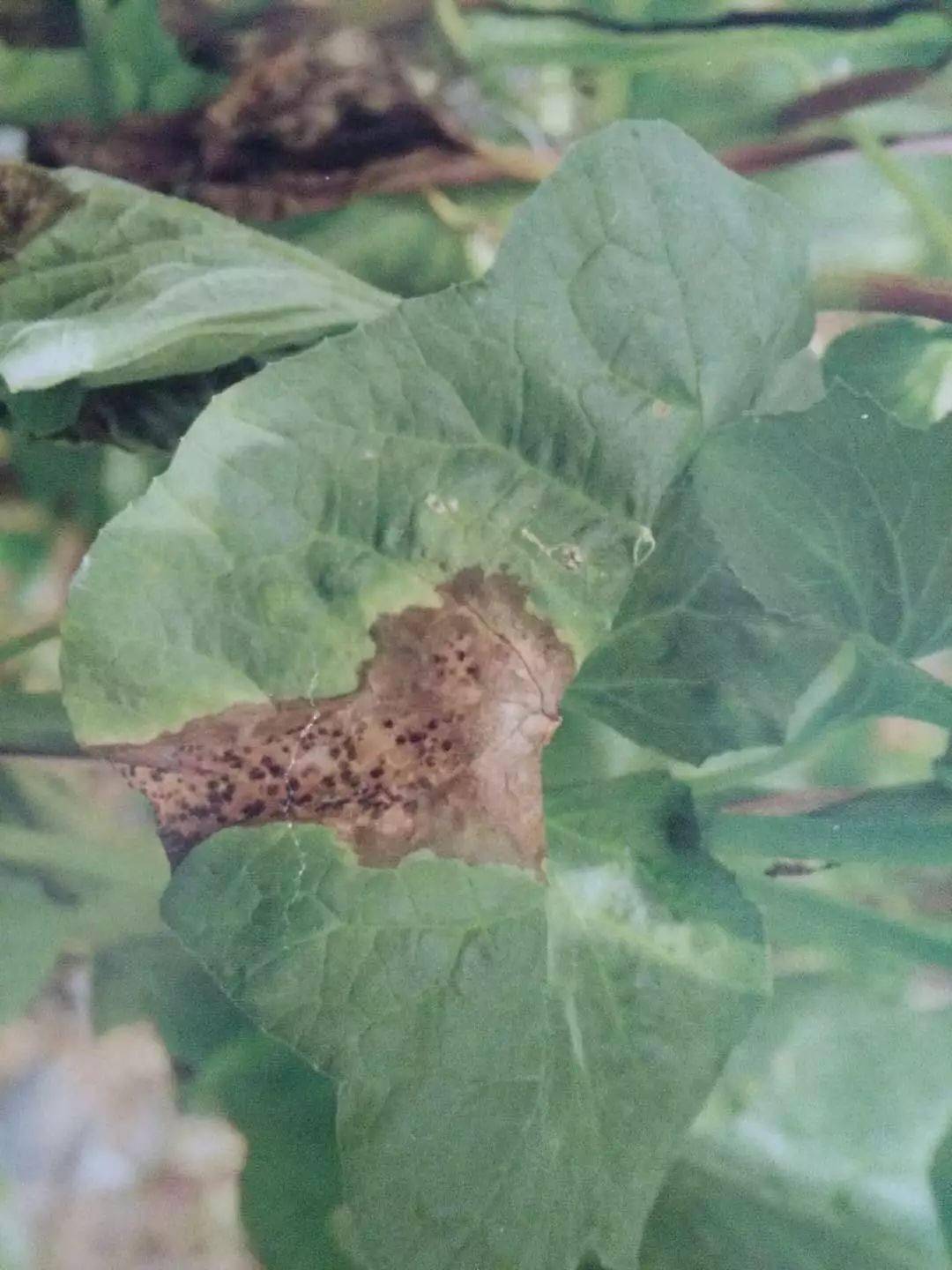 南瓜炭疽病的发生及防治