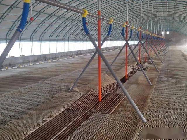 养鸭如何搭建鸭棚才能为鸭子提供一个合适的生长环境呢_养殖_工作