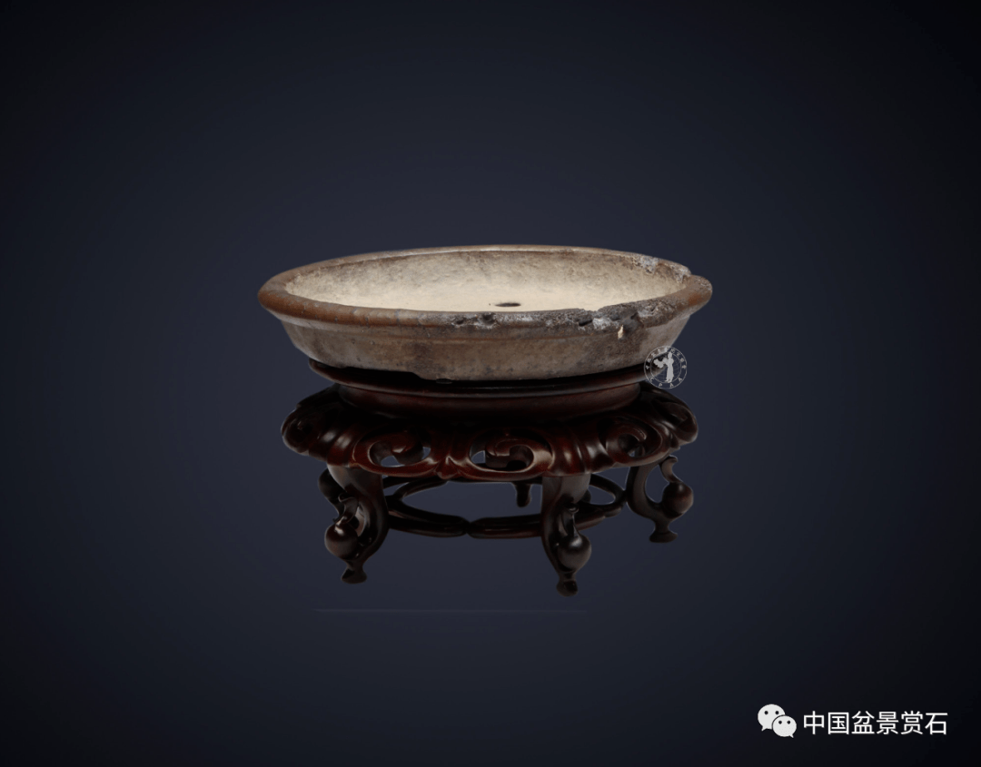 水明盆为何深受盆景界青睐不妨看到最后