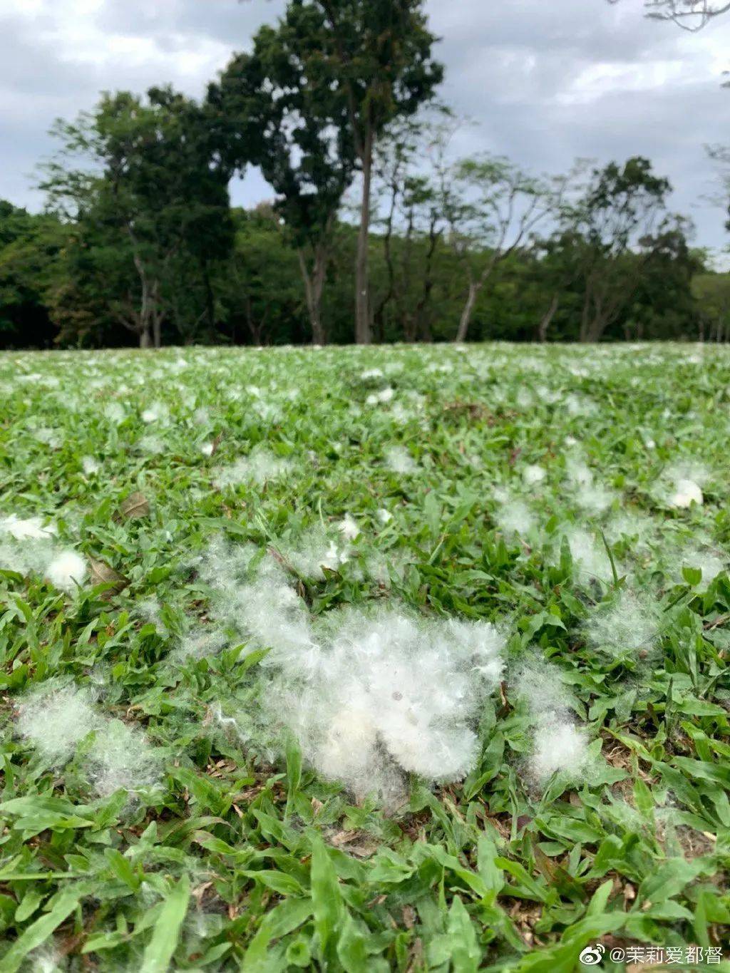 木棉花絮飘的图片图片