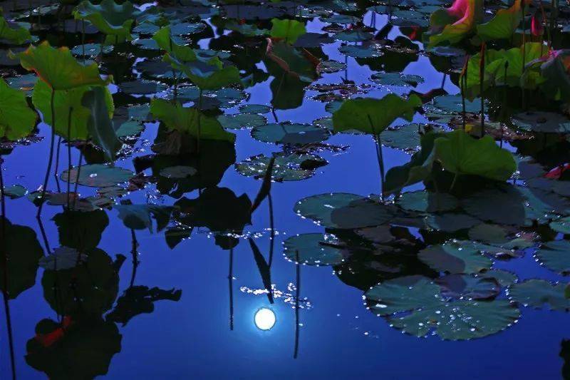 古瓷赏鉴丨朱自清荷塘月色美到心醉