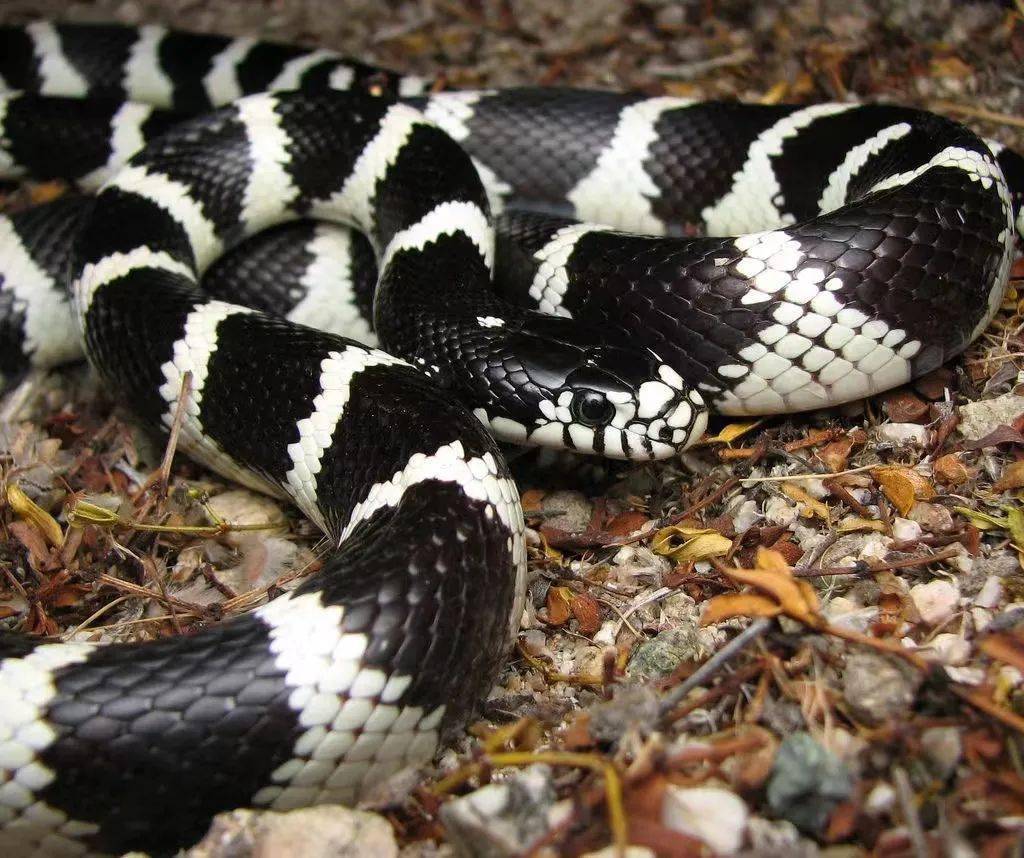 新朋友布鲁克王蛇白化玉米蛇,黑白王蛇震撼来袭!