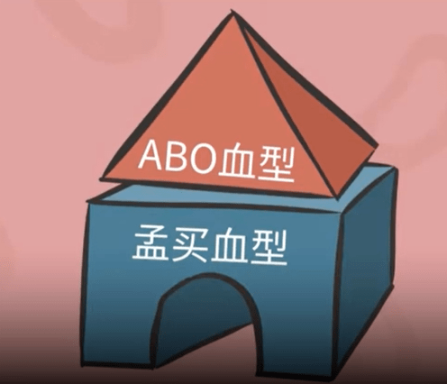 孟买血型系统是abo血型的基础,其划分依据为h抗原.