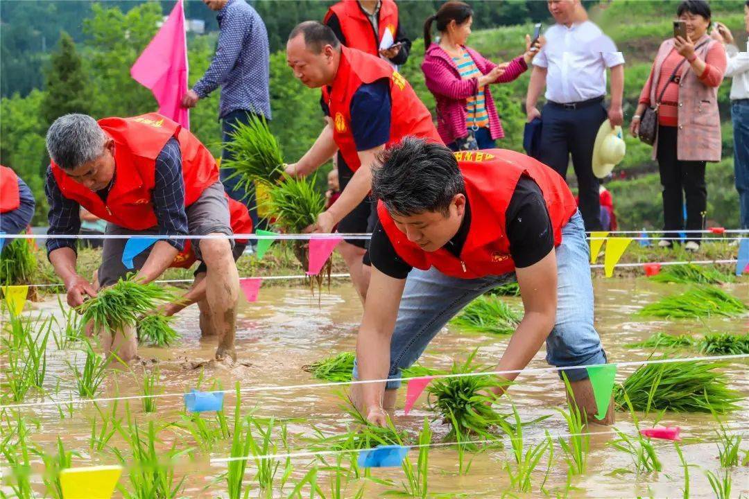 在插秧比賽現場選手們赤腳擼袖,埋頭彎腰一手握著嫩綠秧苗,一手快速分