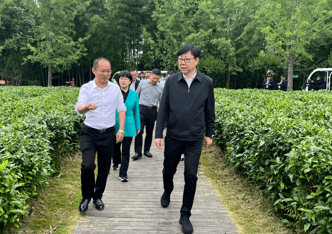 《湖南省茶产业发展促进条例》立法调研_金井镇_茶叶_长沙县
