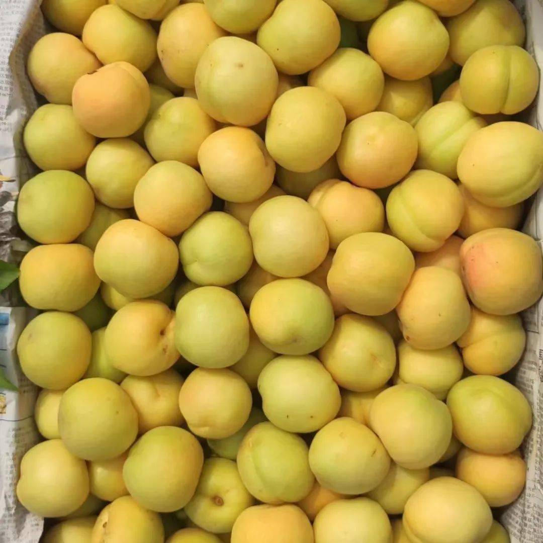 河北唐山小伙一年卖出去2000万斤水果,香白杏成为采购商抢着要的水果