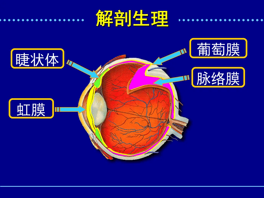 人的眼球相当于一个照相机,眼球壁从内到外分别是巩膜,葡萄膜和视网膜