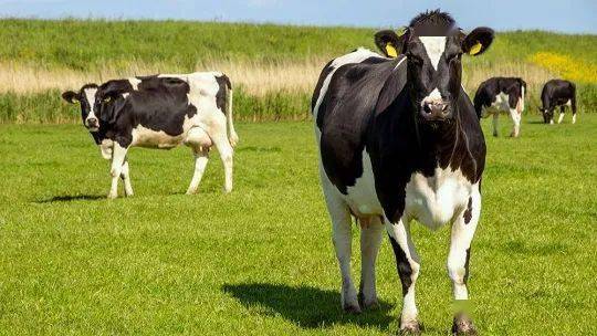 一季度巴西牛屠宰量增加制革产量下降