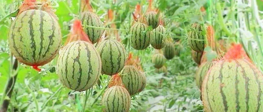 【爱心助农】帮帮他们吧！中牟姚家、韩寺小吊瓜滞销，寻找全城的“吃瓜群众” 助力瓜农！_姚家镇_保底_产地