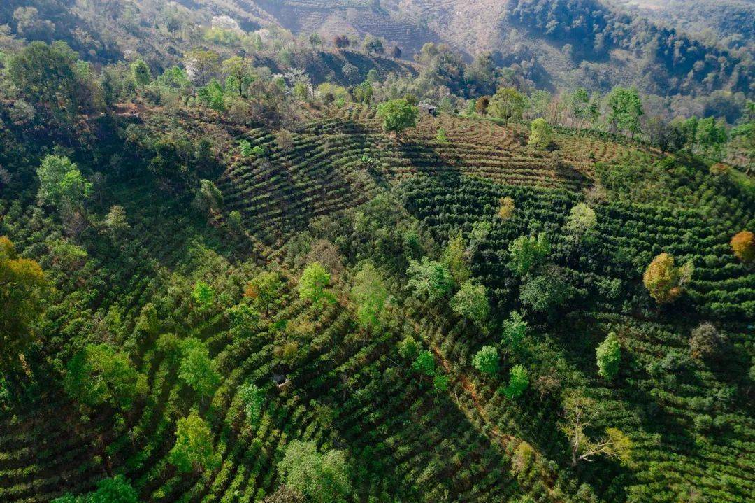 赵家琦_茶山_云南