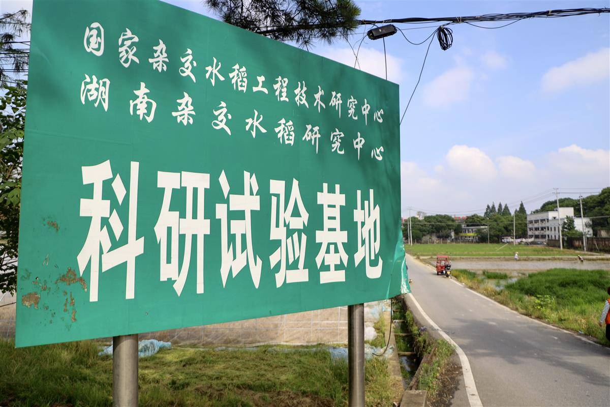 湖南杂交水稻研究中心科研实验基地欧爱辉介绍,袁老在工作中要求严格