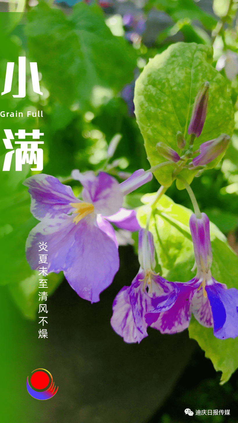 今日小满愿你幸福满满
