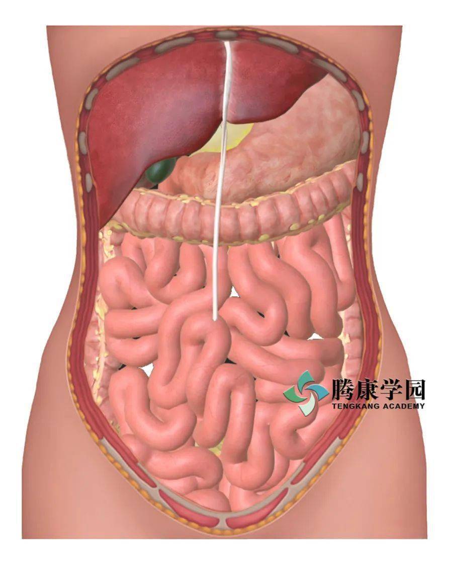 肚脐眼内脏图片