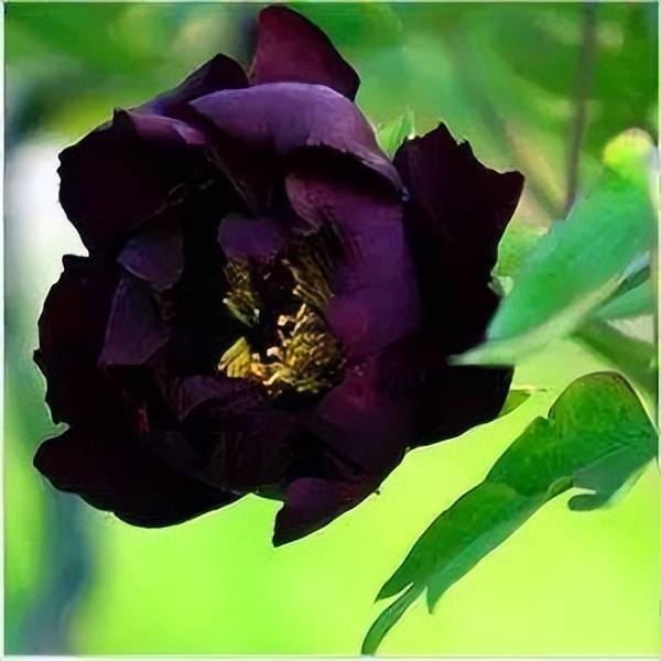 藏枝红紫色和春水绿波墨紫色牡丹欣赏