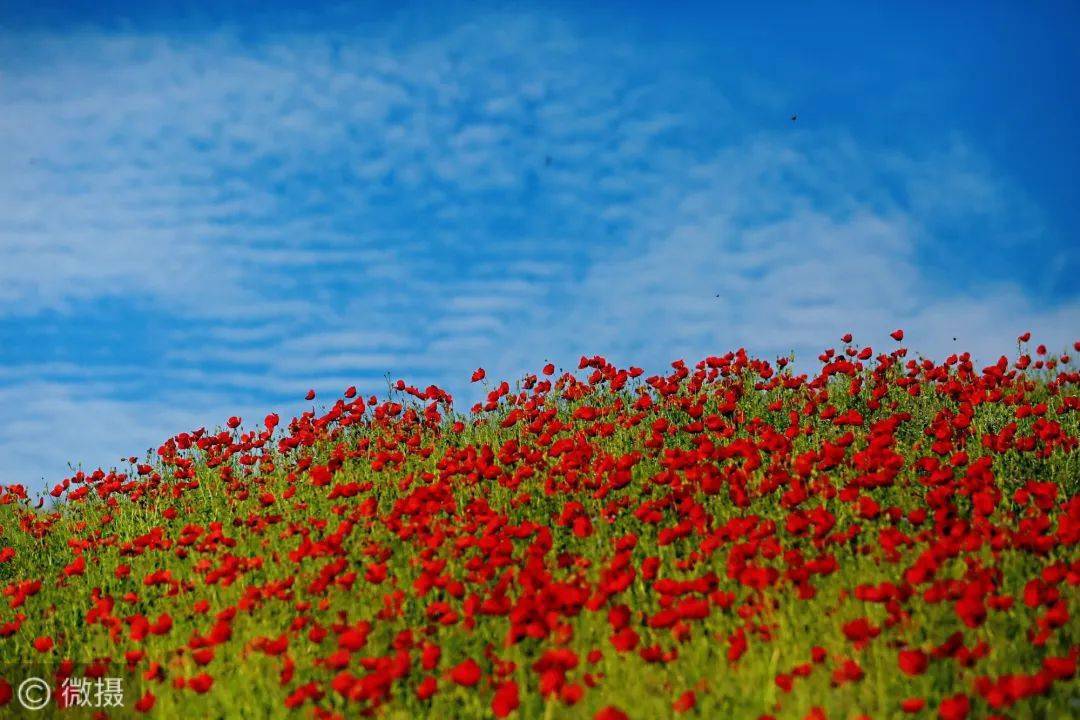 新疆伊犁天山红花盛妆绽放艳压群芳