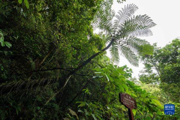 国际生物多样性日：探海南热带雨林 听万物交响乐章