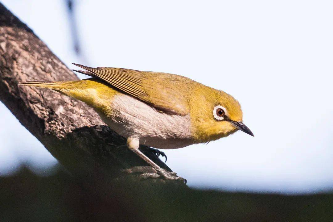 鹊鹞(yào)天鹅远东树莺长耳鸮(xiāo)紫闪蛱蝶这还只是亦庄新城内众