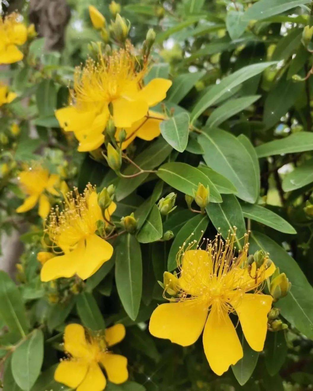 孟夏时节万物繁茂夏花绚烂满城芳