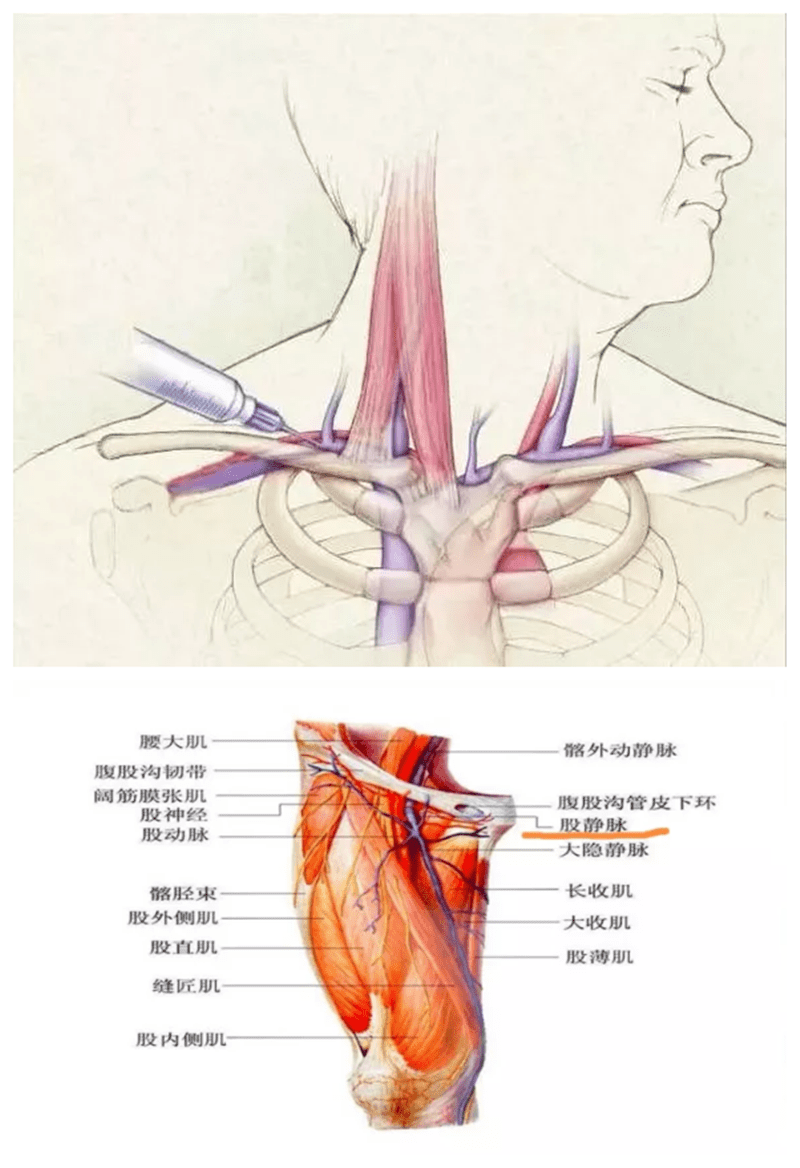 羊颈静脉沟具体位置图片