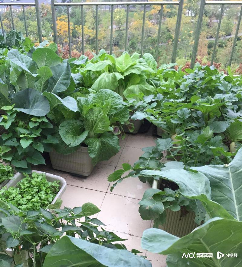 阳台种菜兴起蔬菜自由疗愈内心他们想做都市陶渊明