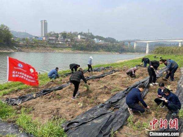10余种长江流域珍稀植物回归野外 三峡集团 保护 疏花