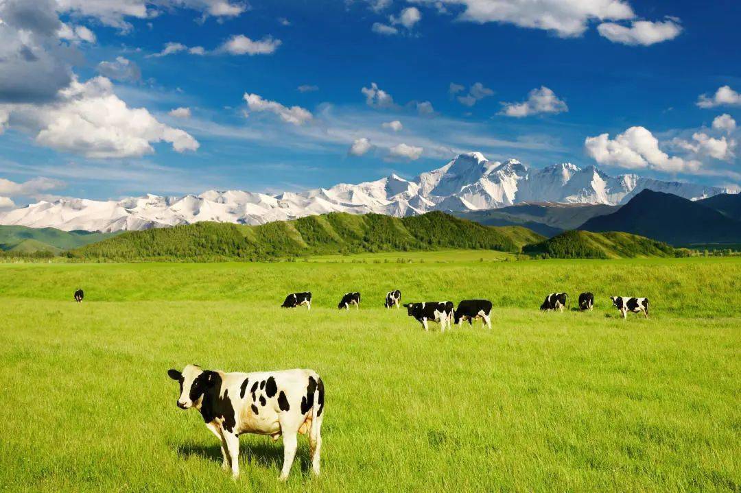 一起来参观探秘特别光明牛牛