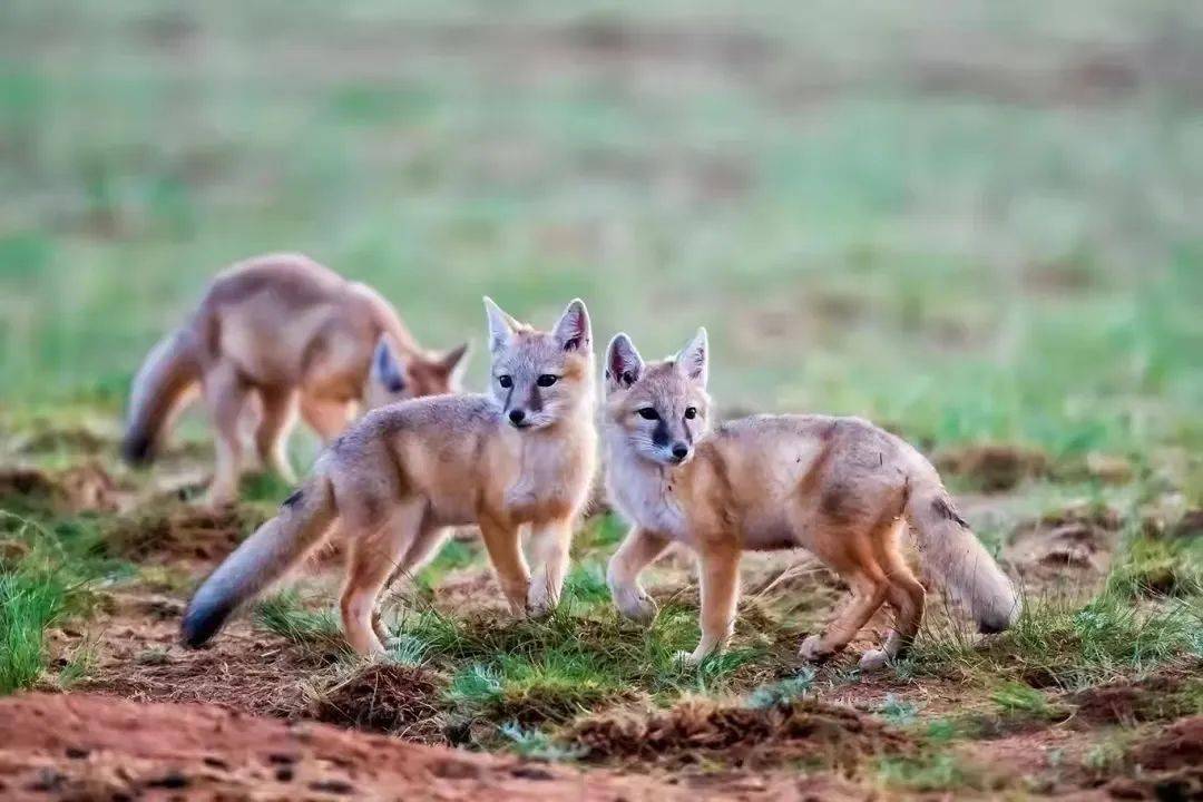 国际生物多样性日锡林浩特这些野生动物您见过吗