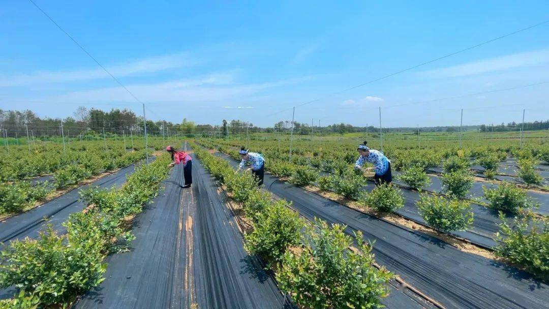 蓝莓熟了约在东乡