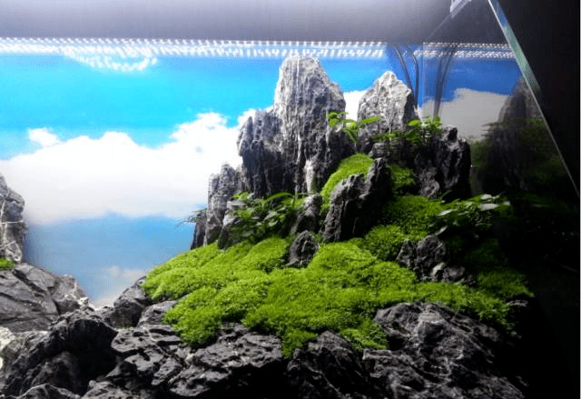 没错这是中式水陆缸造景